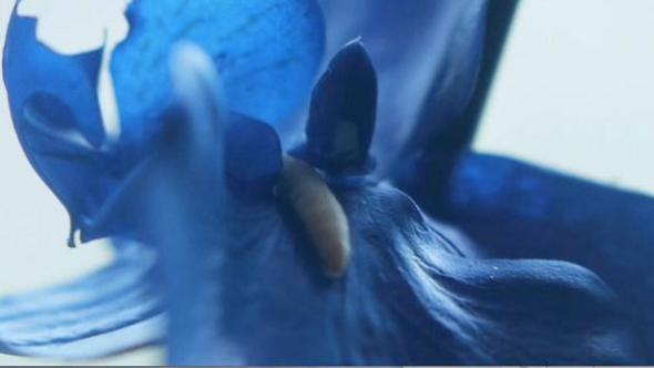 Upstream-Color-bluflower